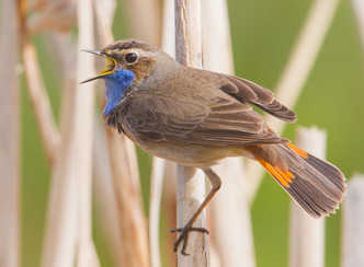 2025 IVN Natuurwandeling op zondag 20 april door Geestmerambacht