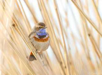 Jeugdwandeling in Geestmerambacht op 12 april