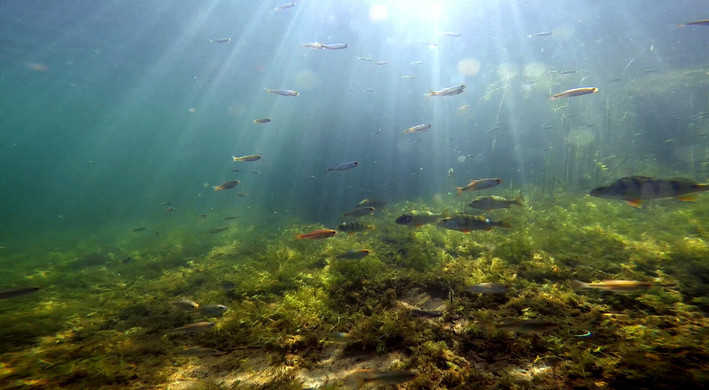 2025 Wildernis onder water