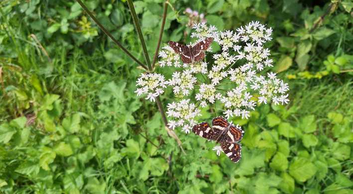 2025 Nectarindex Pilot